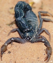 Parabuthus transvaalicus
