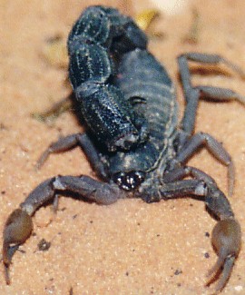 Parabuthus transvaalicus