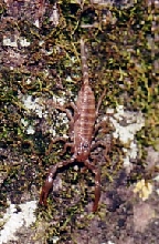 Heterometrus spinifer