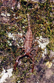 Heterometrus spinifer