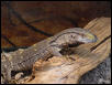 My baby blackthroat