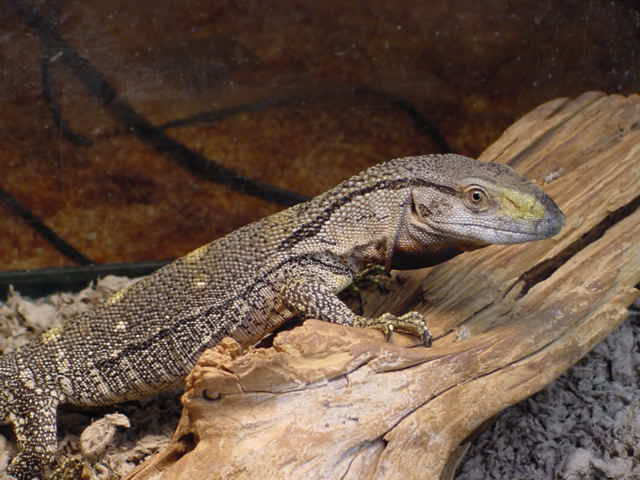 My baby blackthroat