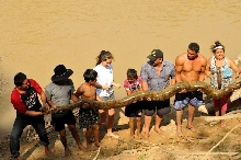 Rescue of a female Anaconda, 5 meters and 150 kg.