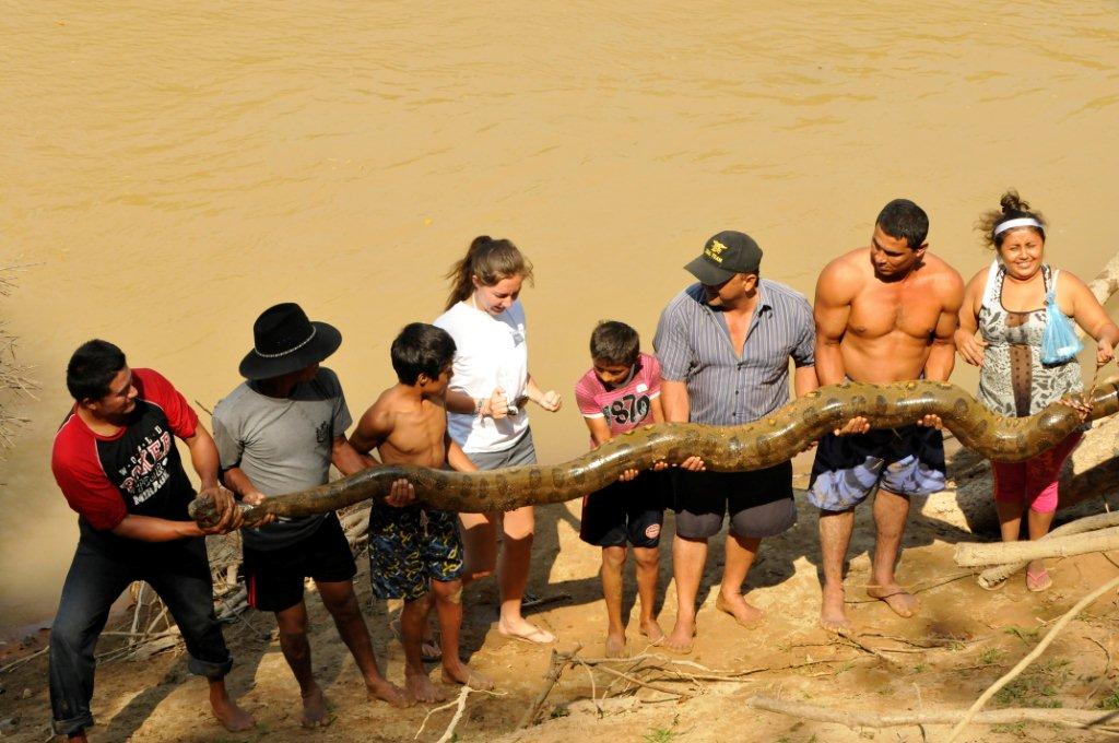 Rescue of a female Anaconda, 5 meters and 150 kg.