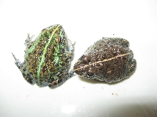 Pixie Frogs