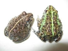Pixie frogs