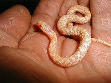 Albino Checkered Garter