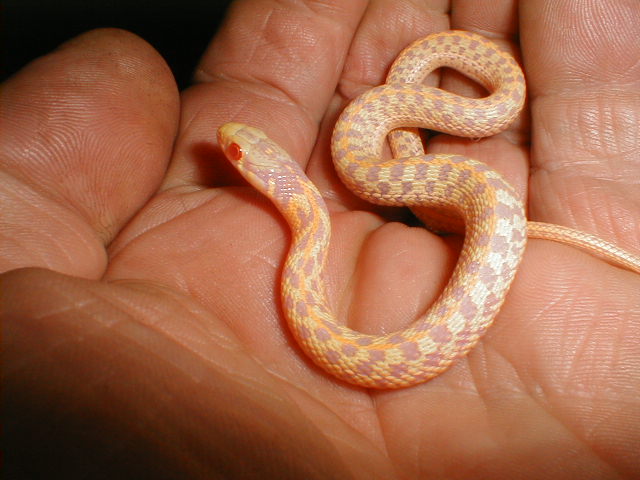 Albino Checkered Garter