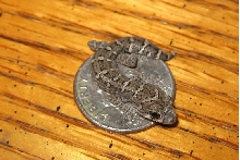 Hatchling Viper Gecko on Dime