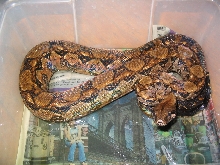 Unknown Local C.A. Boa