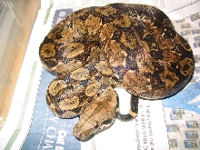 Male unknown local C.A. Boa