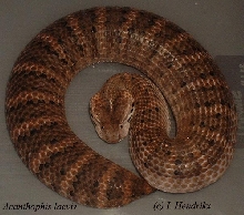 Acanthophis laevis