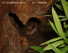 Acanthophis laevis