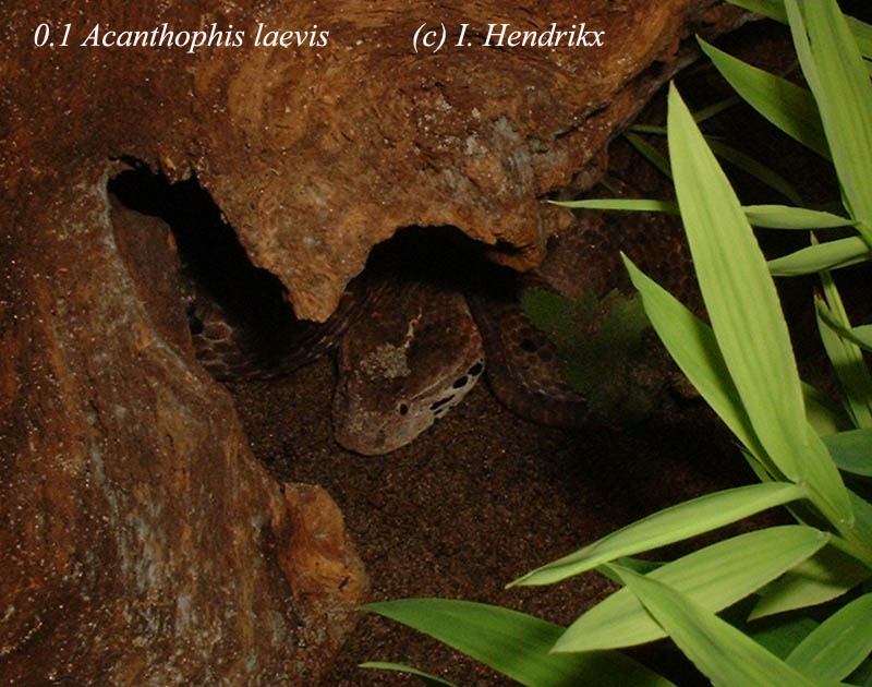 Acanthophis laevis