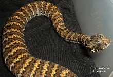 Death adder