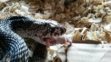 Sandhills Northern Pine eats fuzzy