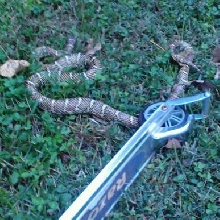 unknown Kingsnake morph