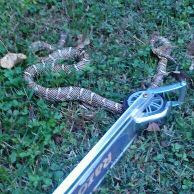 unknown Kingsnake morph