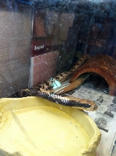 mystery snake