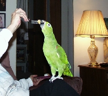 Abby our Amazon