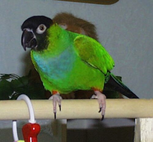 Danny our Conure