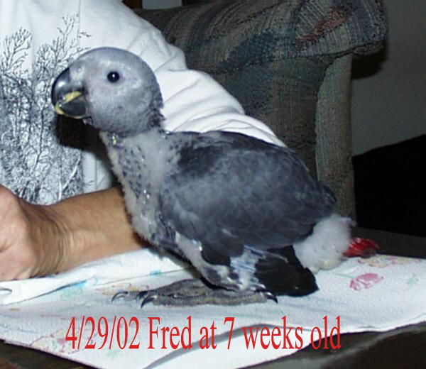 African Grey