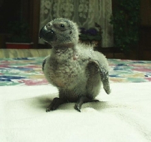 African Grey