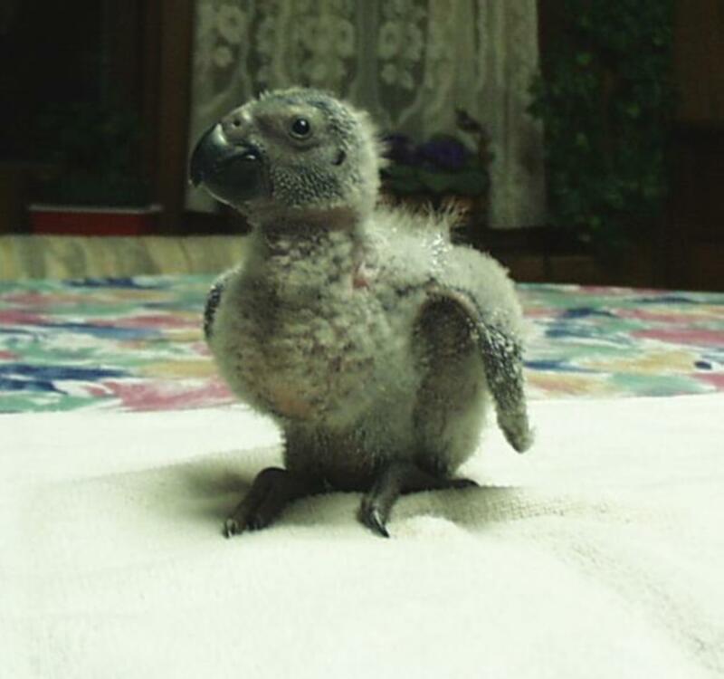 African Grey
