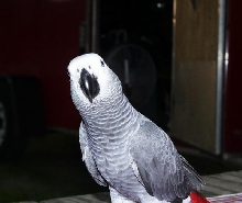 African Grey