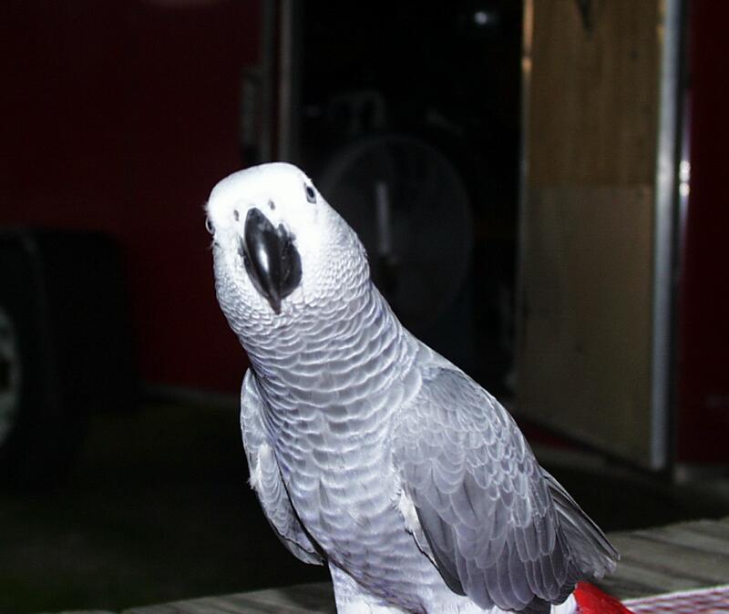 African Grey