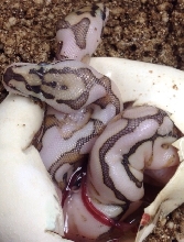 Two headed snake