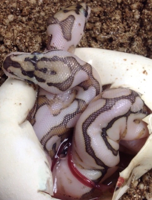 Two headed snake