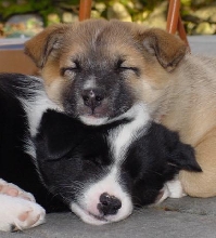 Sleeping Brothers