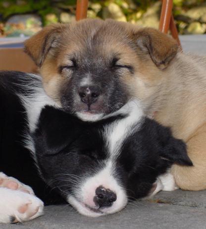 Sleeping Brothers