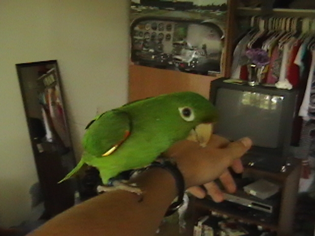 Piper