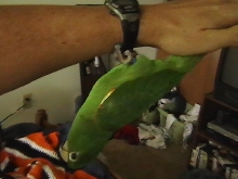 Piper upside down