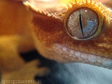 Who needs mascara?