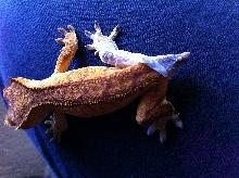 Caught shedding!