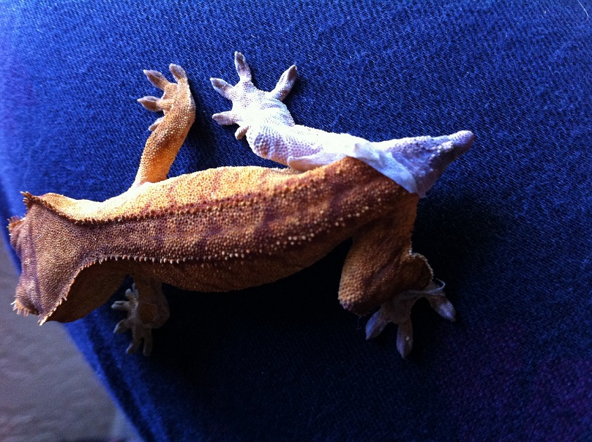 Caught shedding!