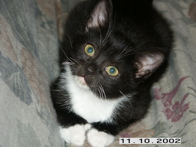 Phoebe @ 9 weeks