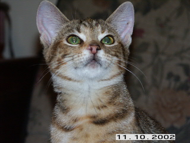 Hazel