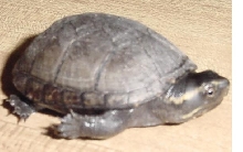 Baby Turtle 1