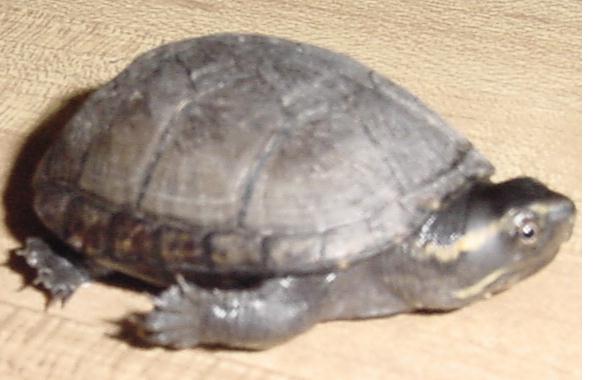 Baby Turtle 1