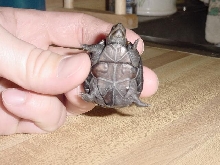 Baby Turtle 2