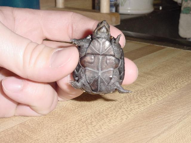 Baby Turtle 2