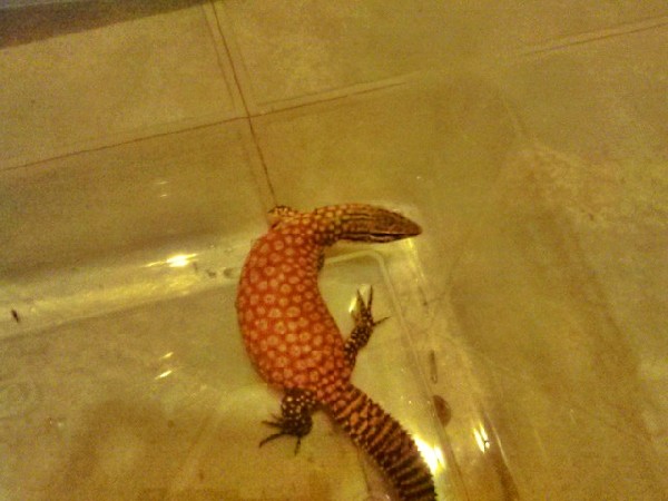 Red ackie female