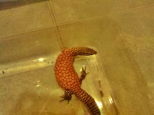 Red ackie female