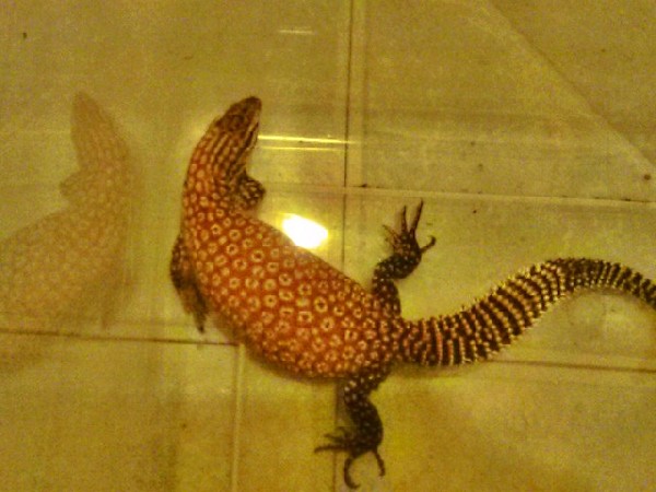 Male red ackie