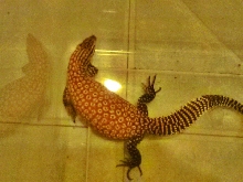 Male red ackie
