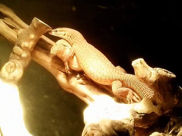 Yellow Ackie